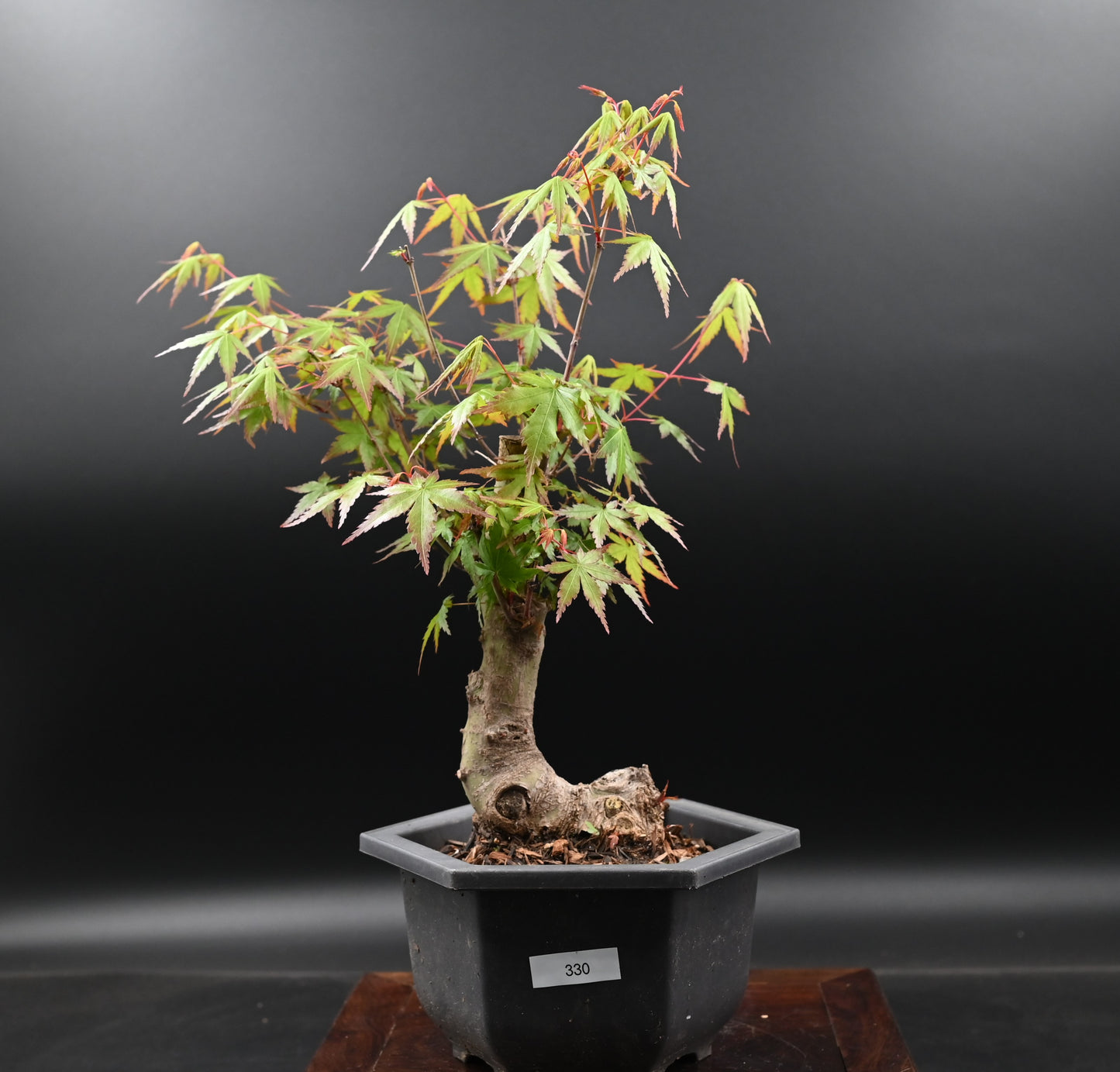 Live Acer Palmatum Outdoor Bonsai Tree; with Decorative Container same as picture