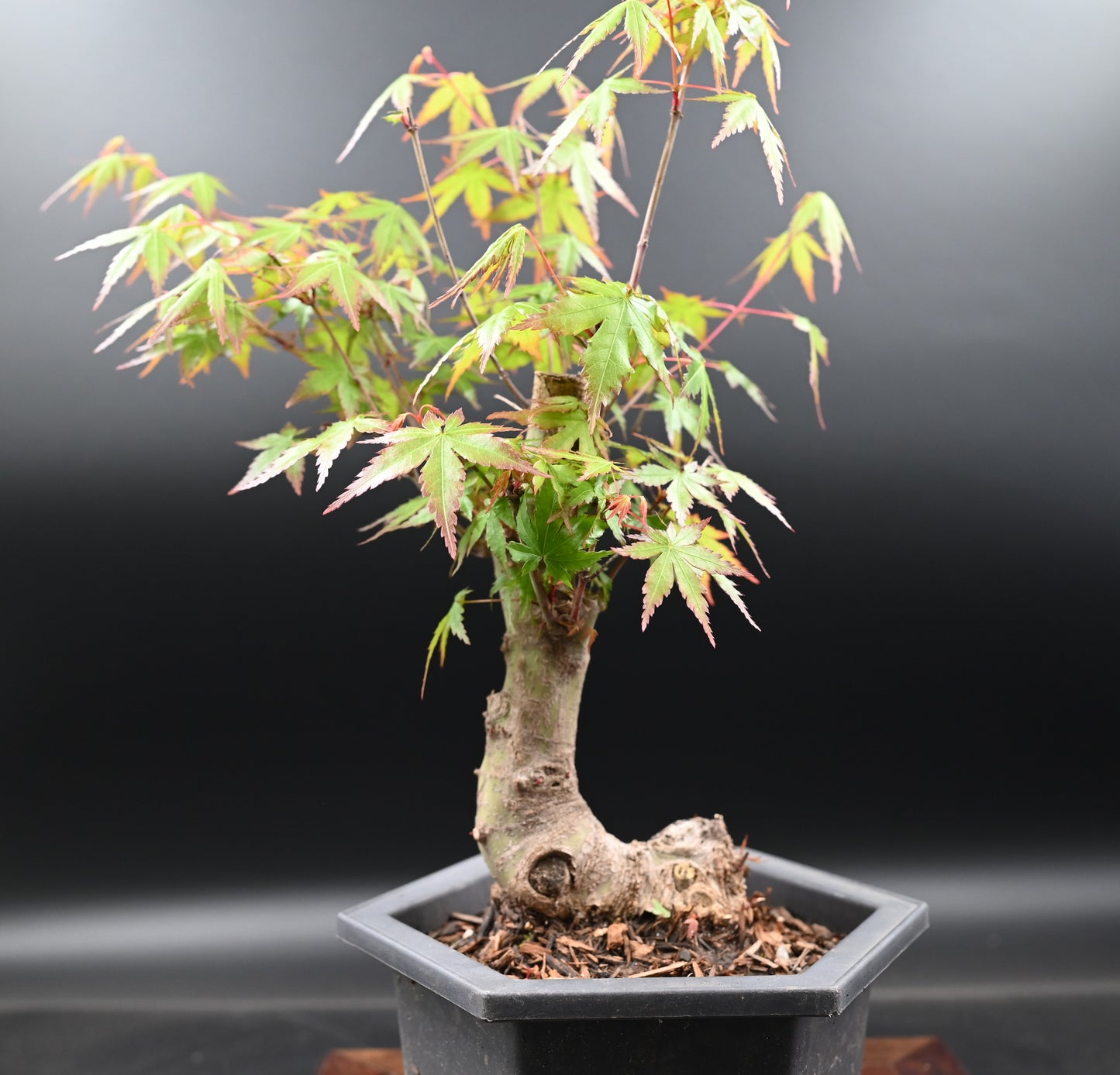 Live Acer Palmatum Outdoor Bonsai Tree; with Decorative Container same as picture