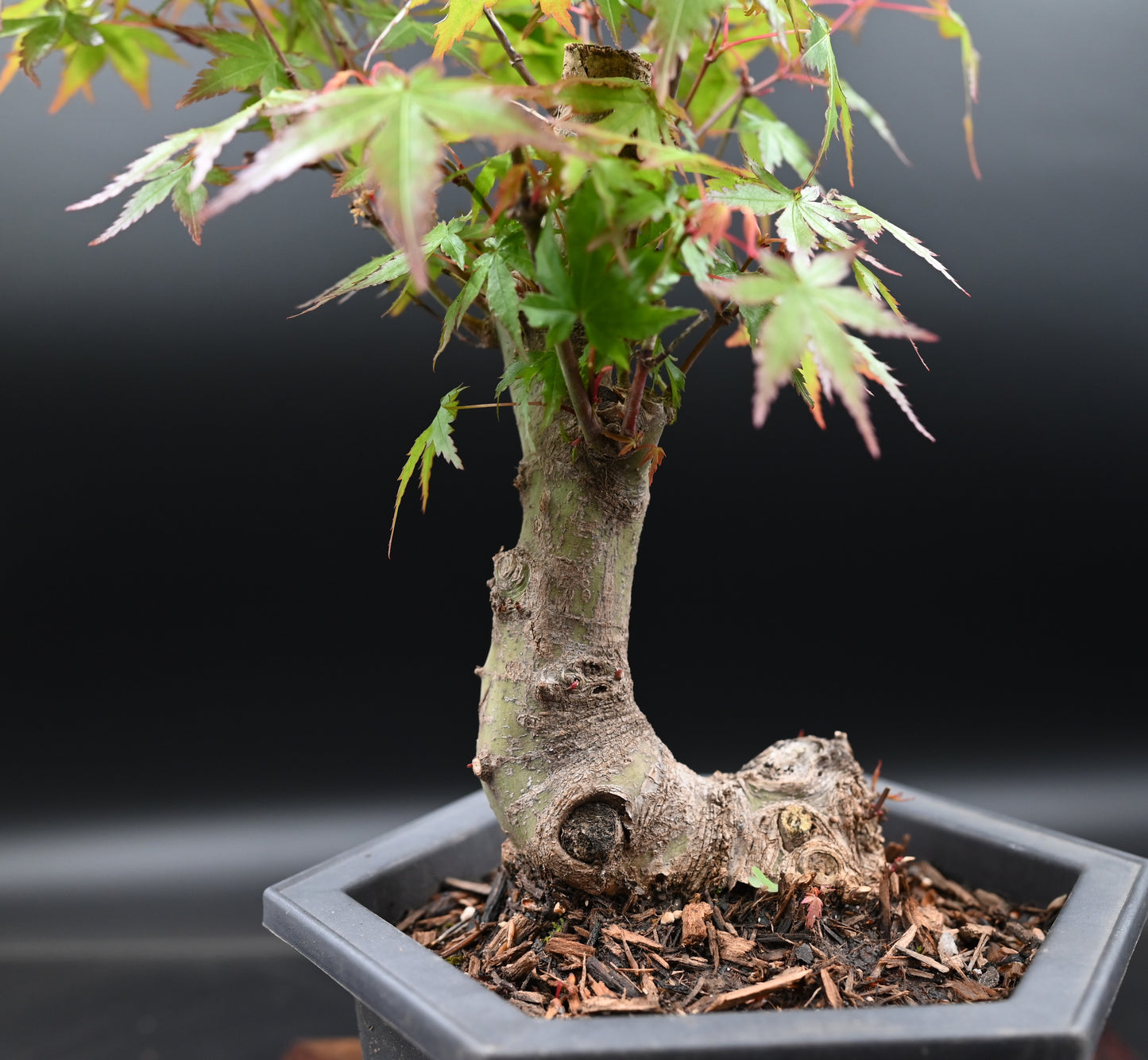 Live Acer Palmatum Outdoor Bonsai Tree; with Decorative Container same as picture