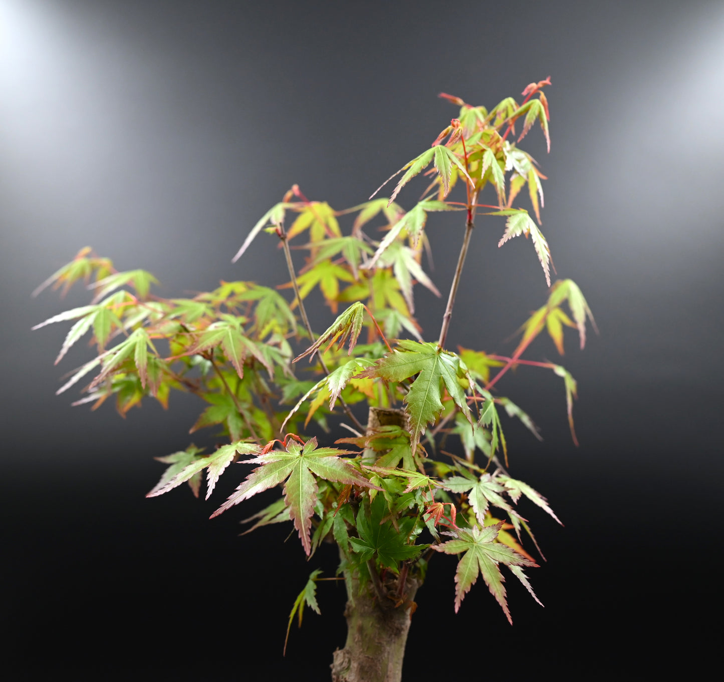 Live Acer Palmatum Outdoor Bonsai Tree; with Decorative Container same as picture