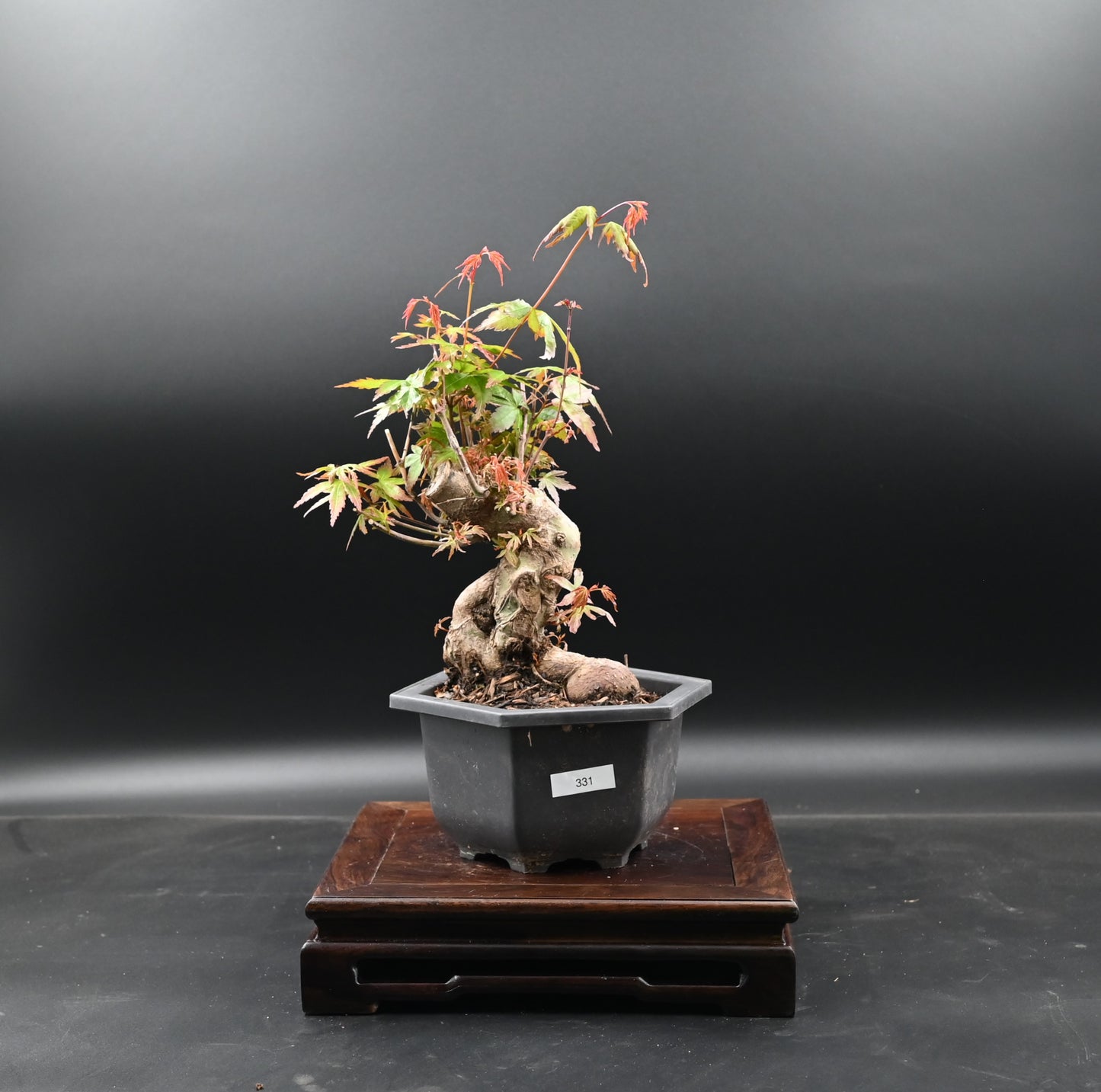 Live Acer Palmatum Outdoor Bonsai Tree; with Decorative Container same as picture