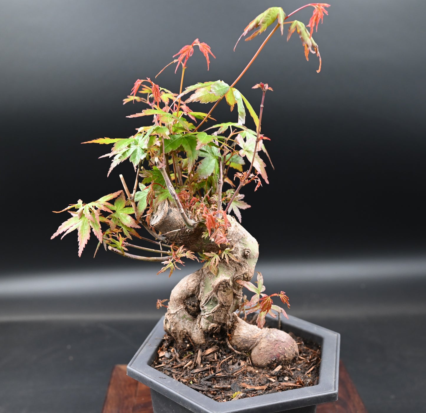 Live Acer Palmatum Outdoor Bonsai Tree; with Decorative Container same as picture