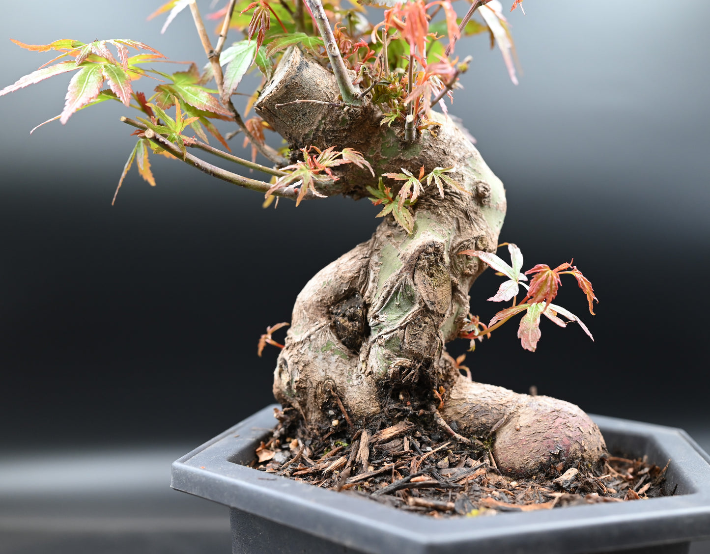 Live Acer Palmatum Outdoor Bonsai Tree; with Decorative Container same as picture