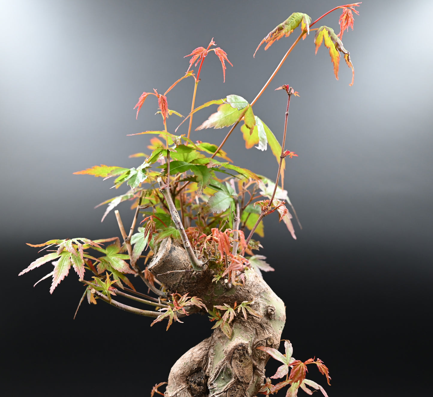 Live Acer Palmatum Outdoor Bonsai Tree; with Decorative Container same as picture