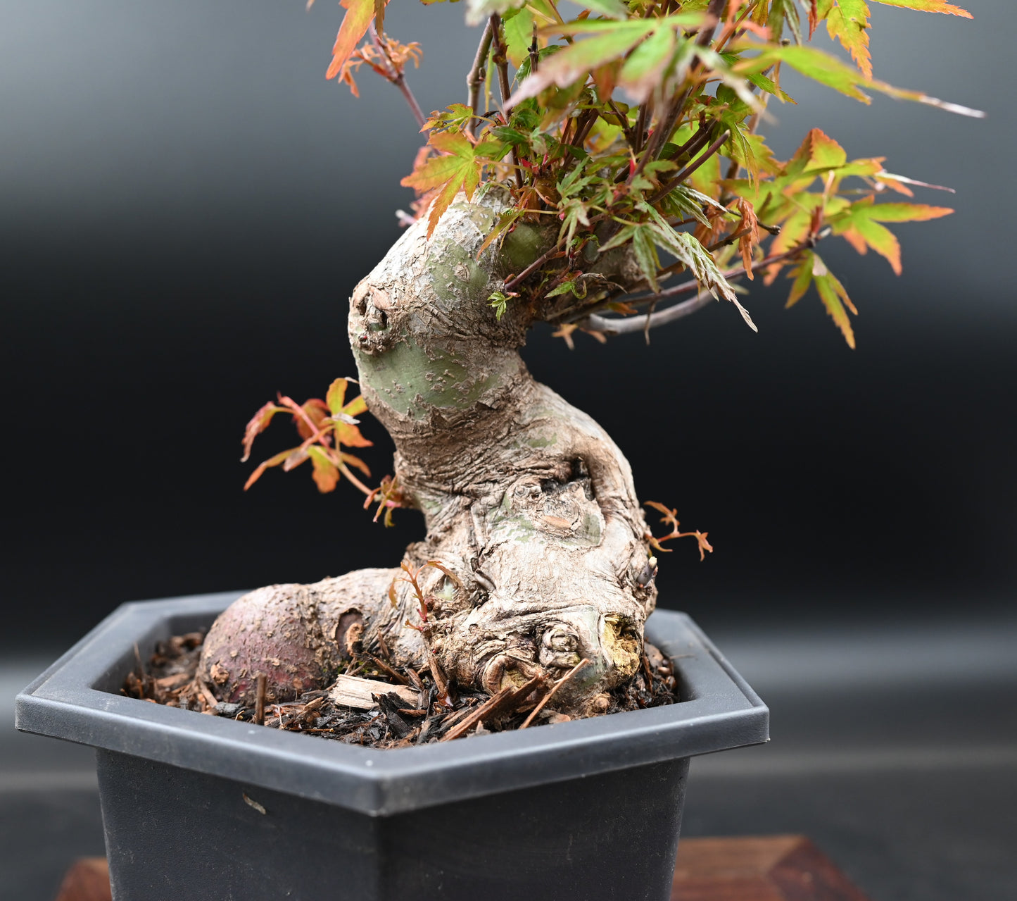 Live Acer Palmatum Outdoor Bonsai Tree; with Decorative Container same as picture