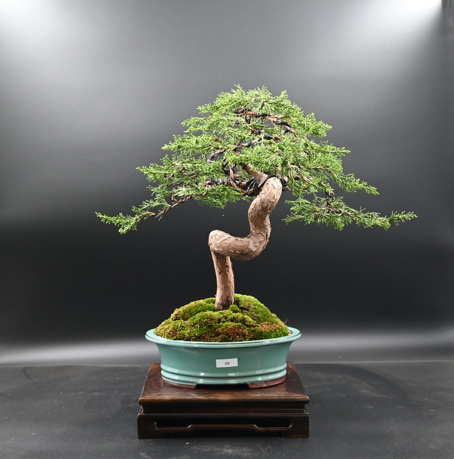 Live Shimpaku Juniper Outdoor Bonsai Tree; with Decorative Container same as picture; with nutrition soil