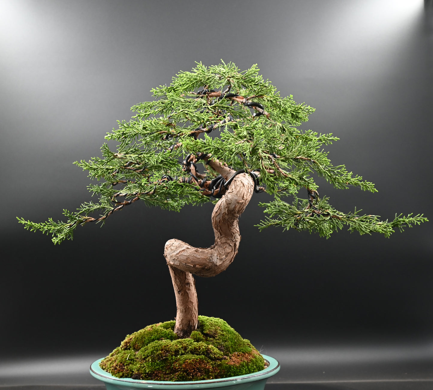 Live Shimpaku Juniper Outdoor Bonsai Tree; with Decorative Container same as picture; with nutrition soil