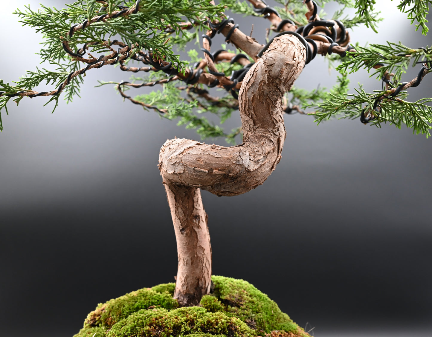 Live Shimpaku Juniper Outdoor Bonsai Tree; with Decorative Container same as picture; with nutrition soil