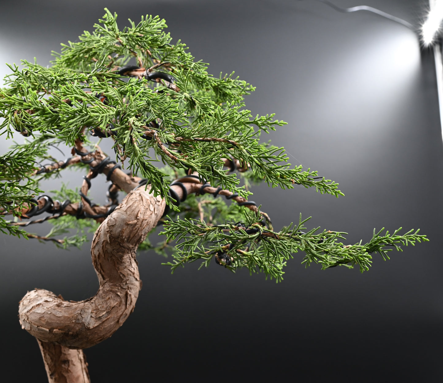 Live Shimpaku Juniper Outdoor Bonsai Tree; with Decorative Container same as picture; with nutrition soil