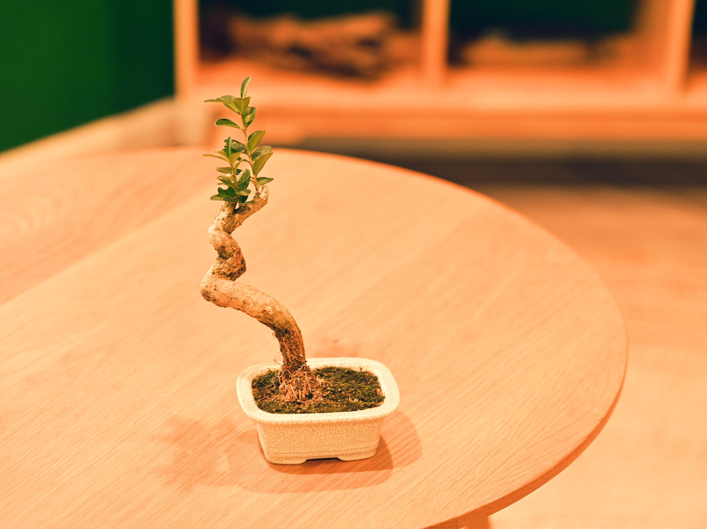 Ceramic Aesthetic Bonsai Pot (Displayed Tree Not Included)