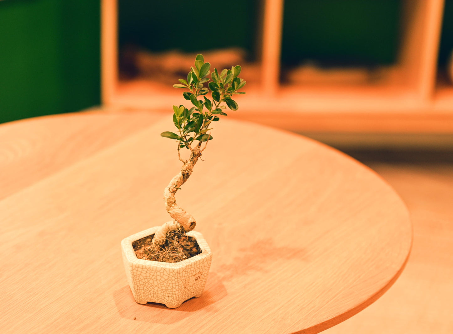 Ceramic Aesthetic Bonsai Pot (Displayed Tree Not Included)