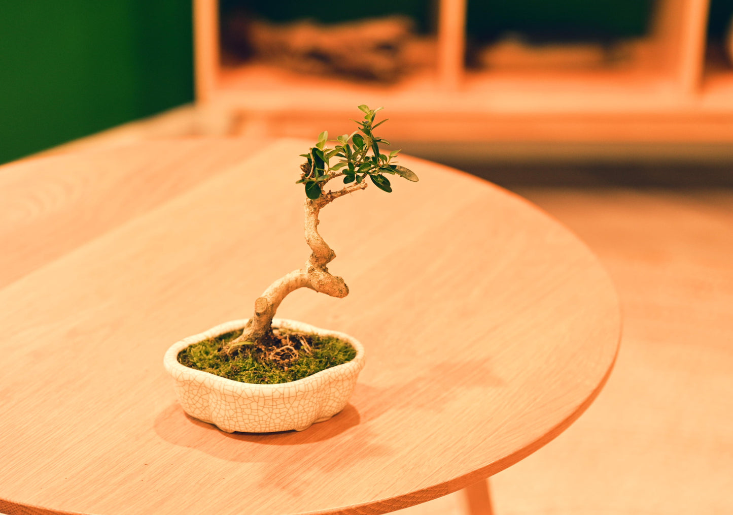 Ceramic Aesthetic Bonsai Pot (Displayed Tree Not Included)