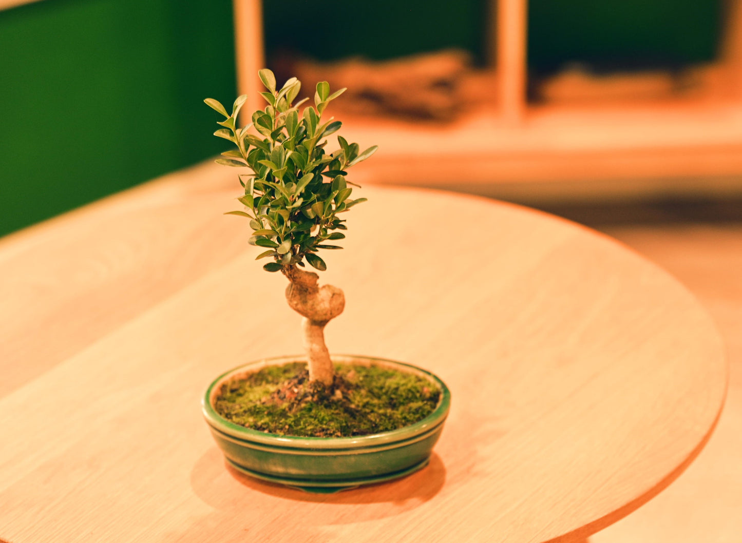 Ceramic Aesthetic Bonsai Pot (Displayed Tree Not Included)