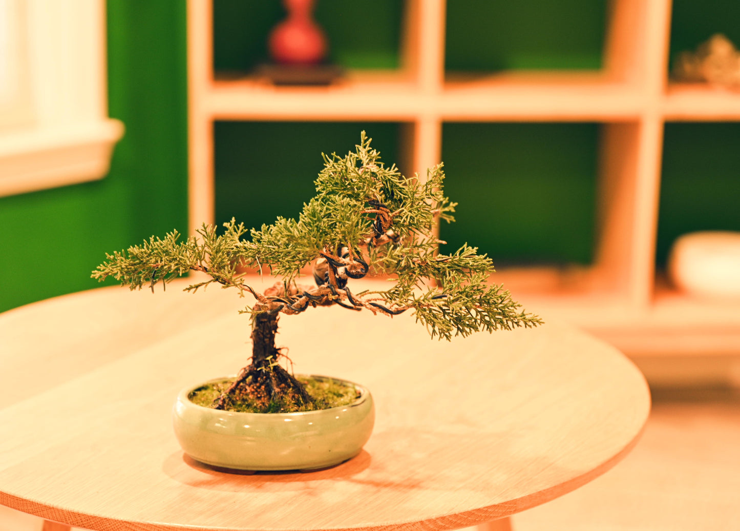 Ceramic Aesthetic Bonsai Pot (Displayed Tree Not Included)