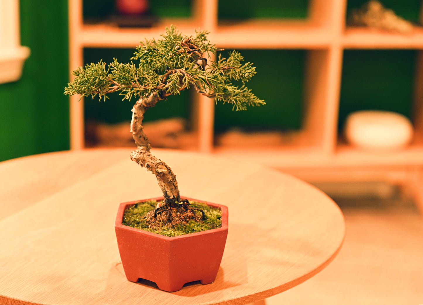 Aesthetic Bonsai Pot (Displayed Tree Not Included)