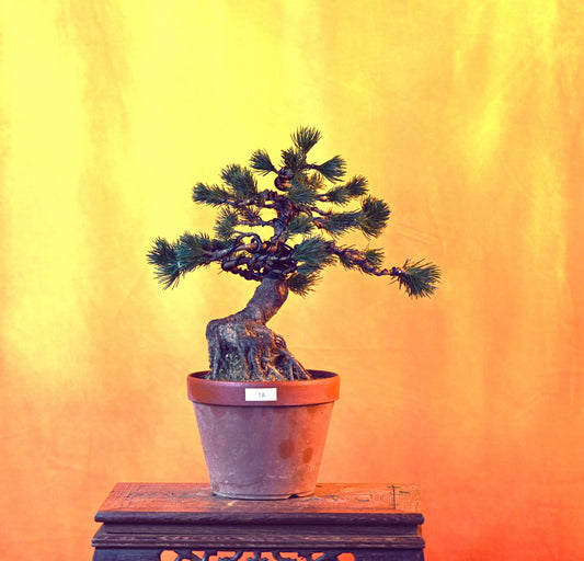 Live Japanese White Pine "Five Needle" with Decorative Container same as picture; with nutrition soil