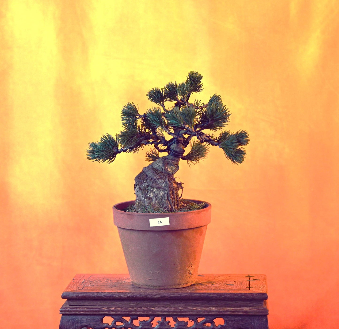 Live Japanese White Pine "Five Needle" with Decorative Container same as picture; with nutrition soil