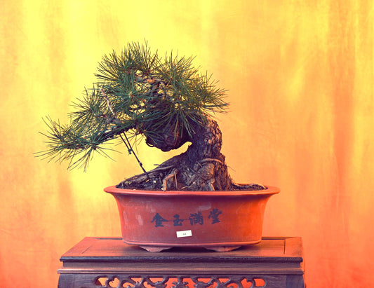 Live Black Pine Outdoor Bonsai Tree; with Decorative Container same as picture; with nutrition soil