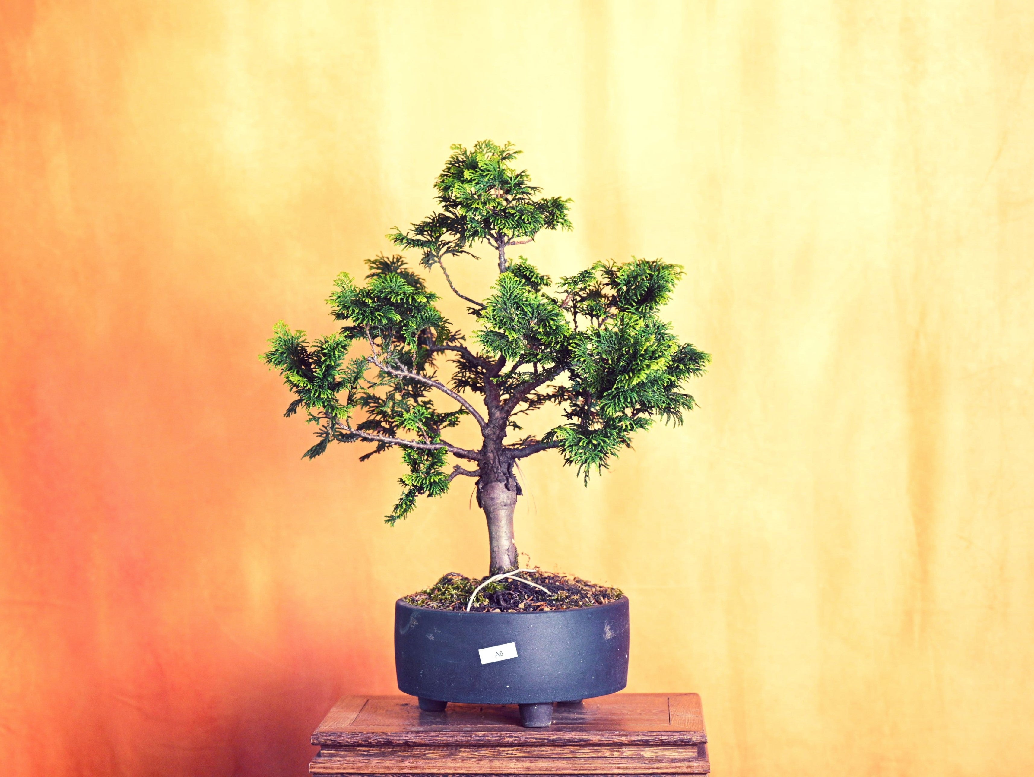 Live Platycladus Orientalis Outdoor Bonsai Tree; with Decorative Conta ...