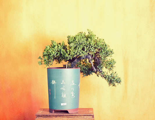 Live New Zealand Juniper Outdoor Bonsai Tree; with Decorative Container same as picture; with nutrition soil