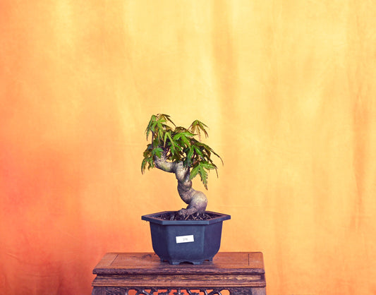 Live Acer Palmatum Outdoor Bonsai Tree; with Decorative Container same as picture