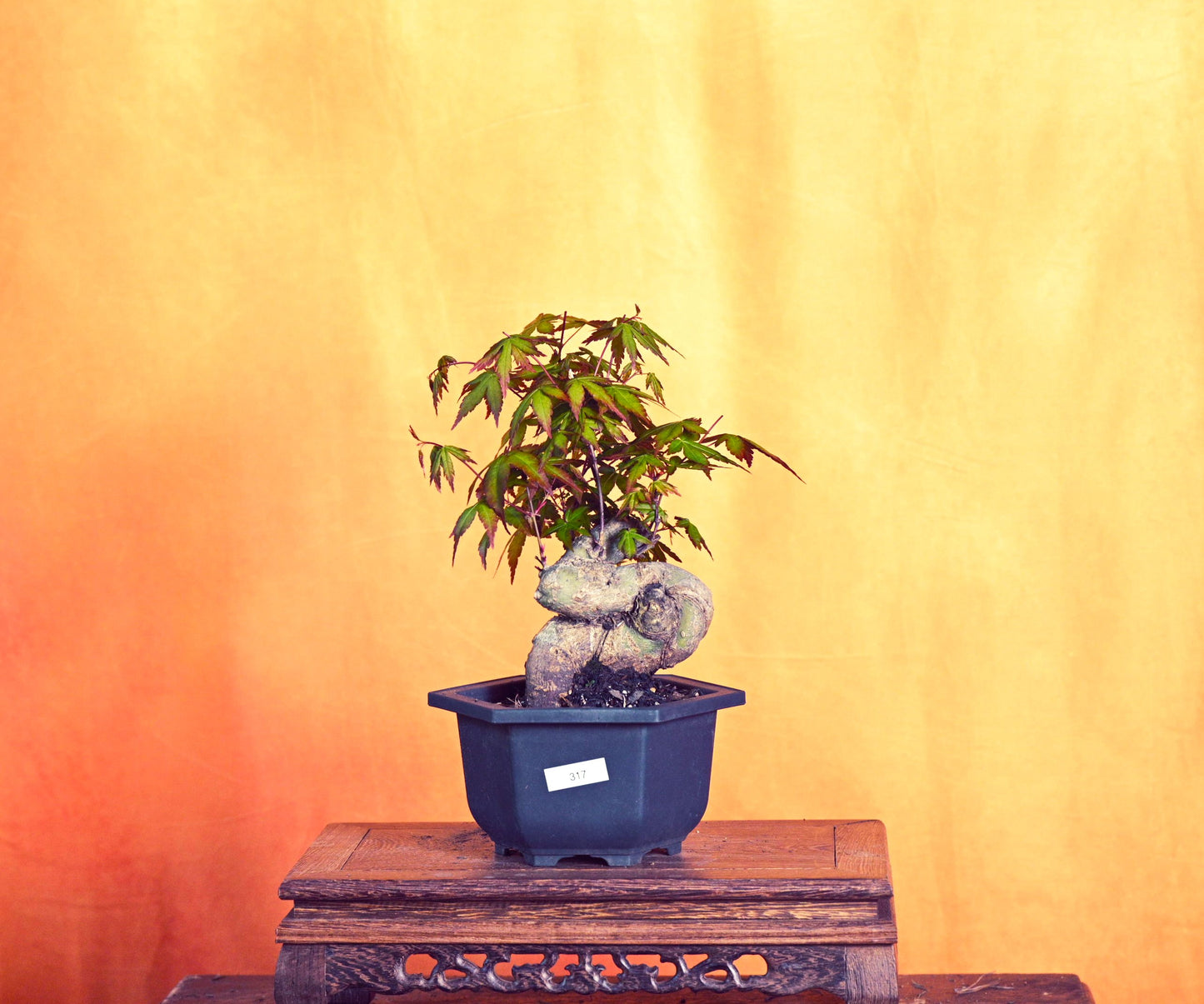 Live Acer Palmatum Outdoor Bonsai Tree; with Decorative Container same as picture