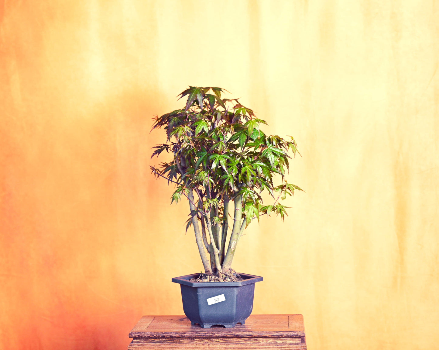 Live Acer Palmatum Outdoor Bonsai Tree; with Decorative Container same as picture