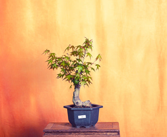 Live Acer Palmatum Outdoor Bonsai Tree; with Decorative Container same as picture