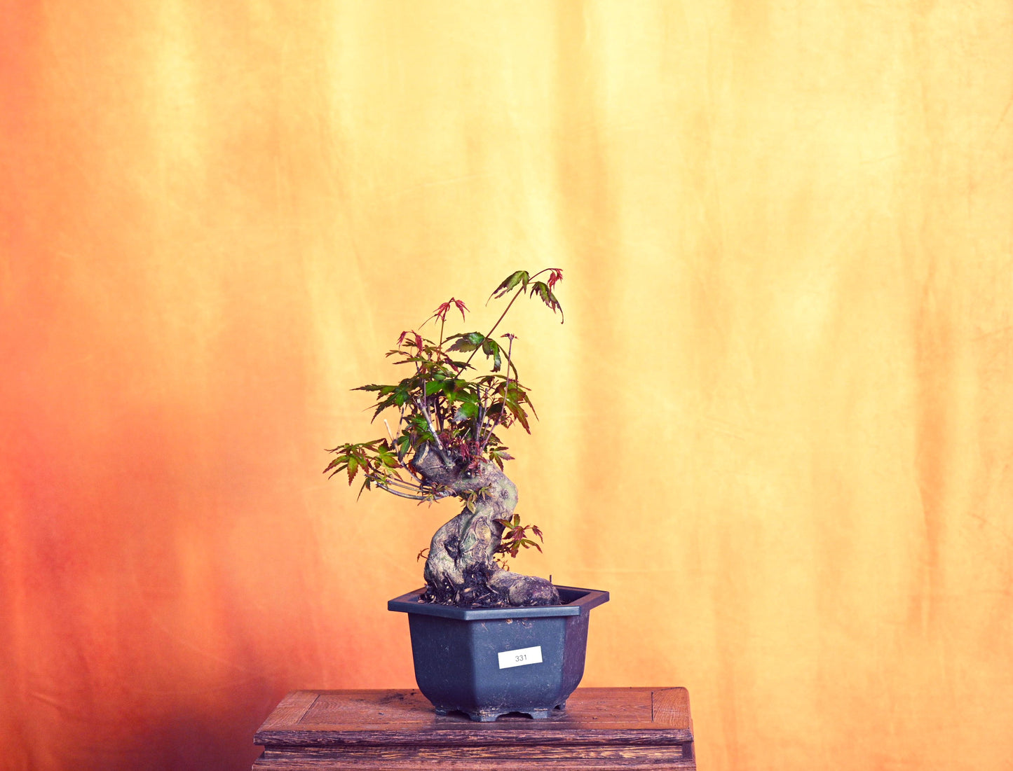 Live Acer Palmatum Outdoor Bonsai Tree; with Decorative Container same as picture