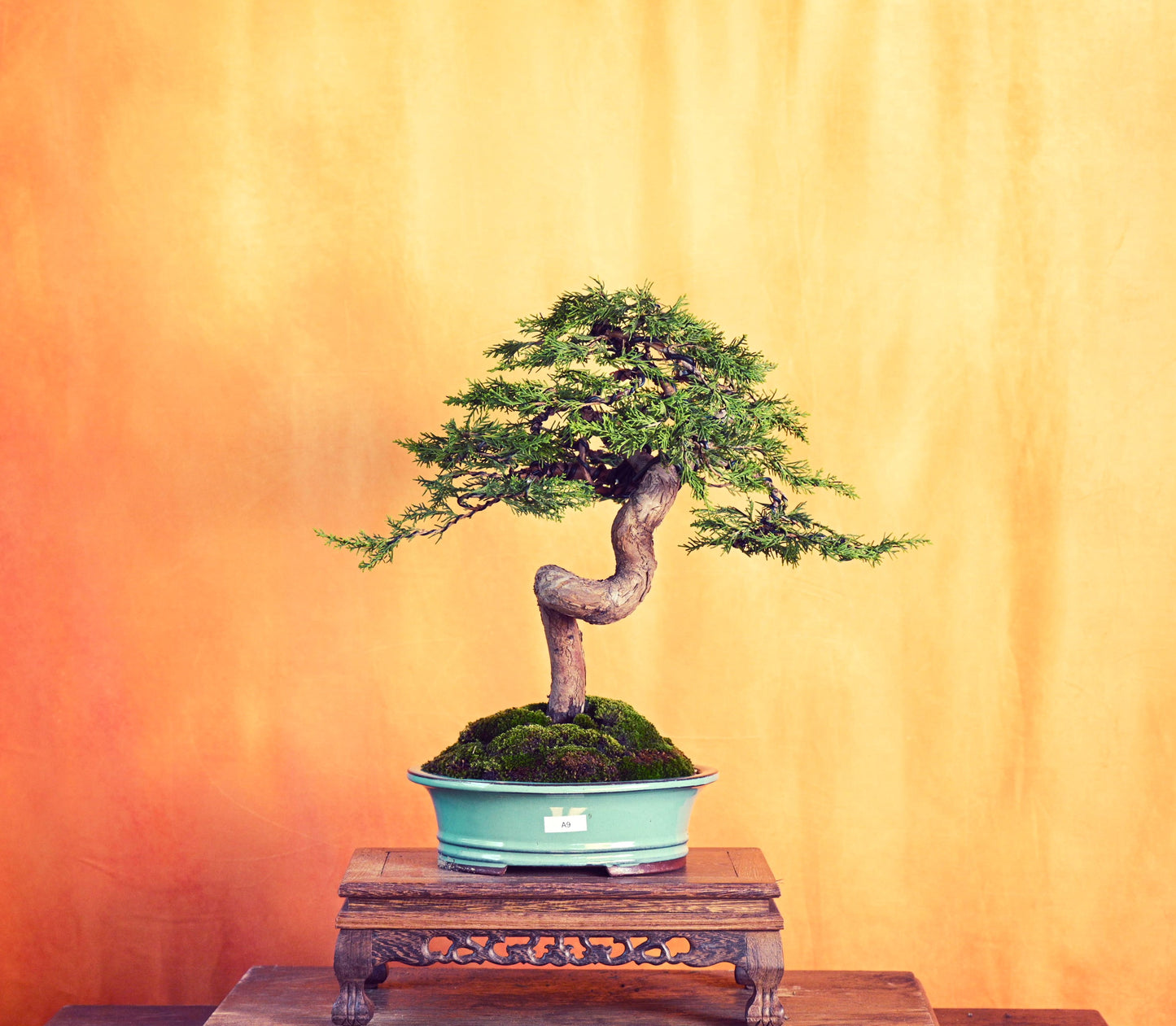 Live Shimpaku Juniper Outdoor Bonsai Tree; with Decorative Container same as picture; with nutrition soil