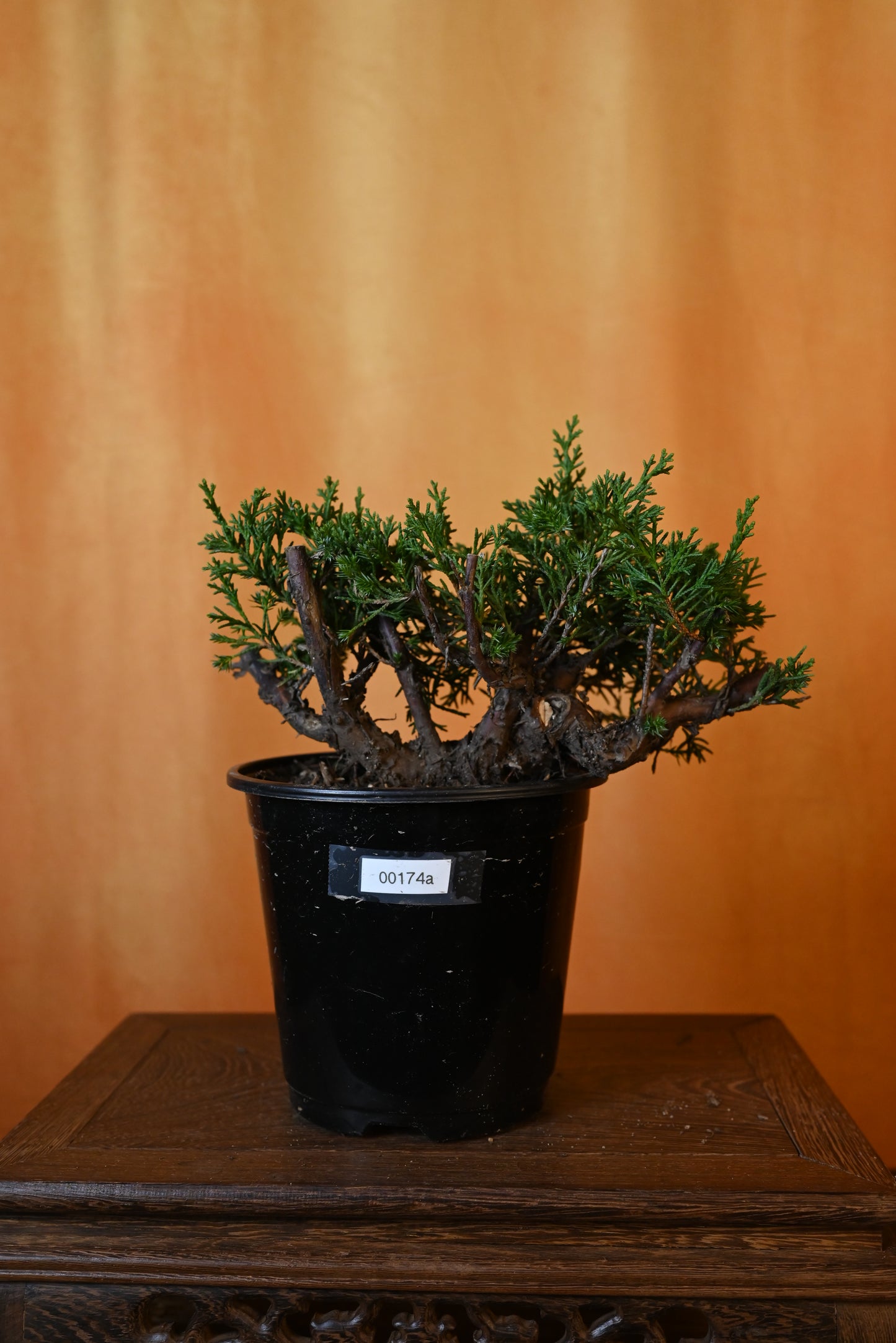 bonsai juniper