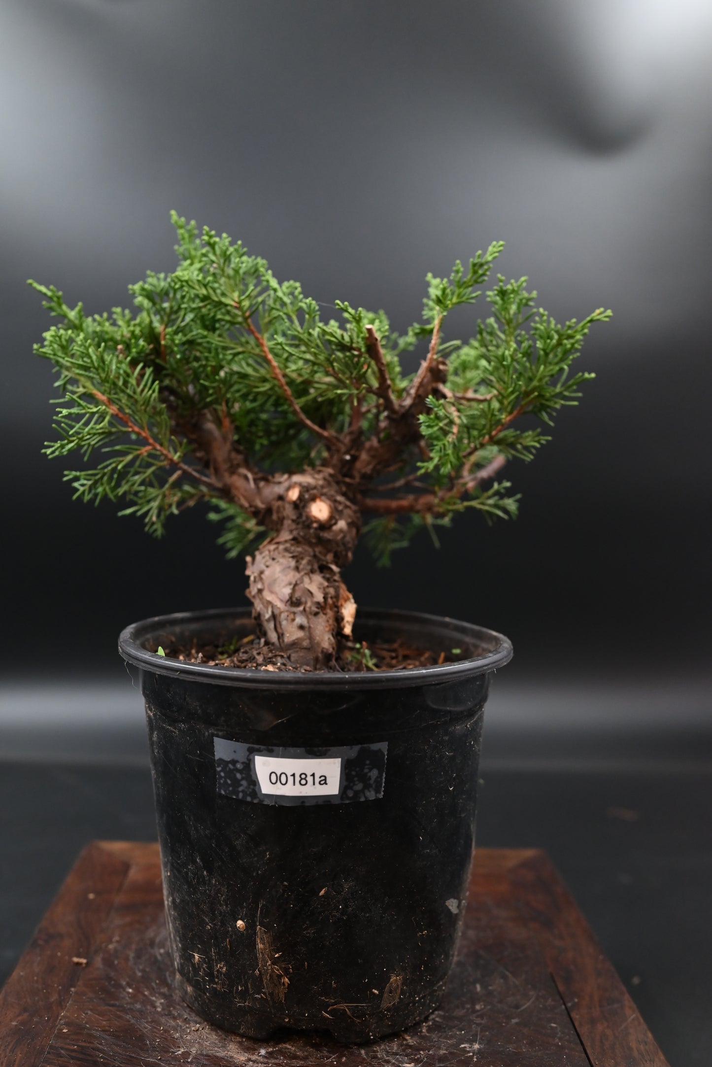 bonsai juniper