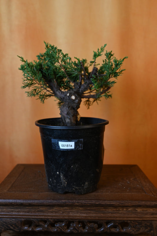 bonsai juniper