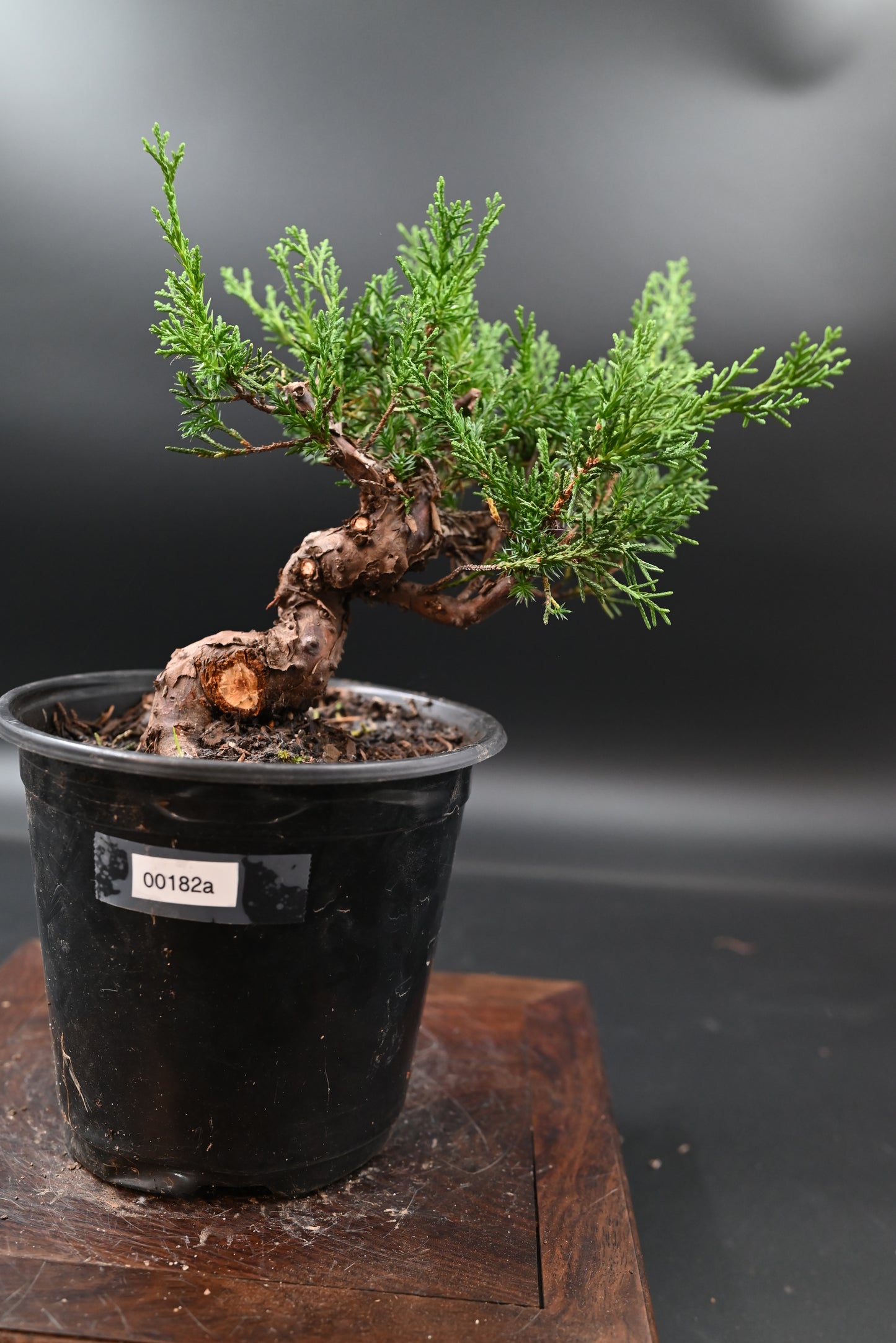 Live Shimpaku Juniper Outdoor Bonsai Tree; with Decorative Container same as picture; with nutrition soil