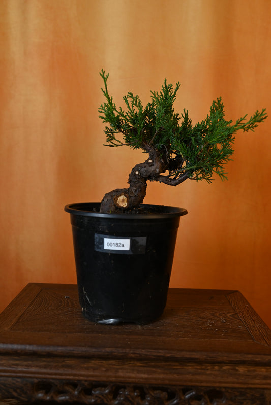 Live Shimpaku Juniper Outdoor Bonsai Tree; with Decorative Container same as picture; with nutrition soil