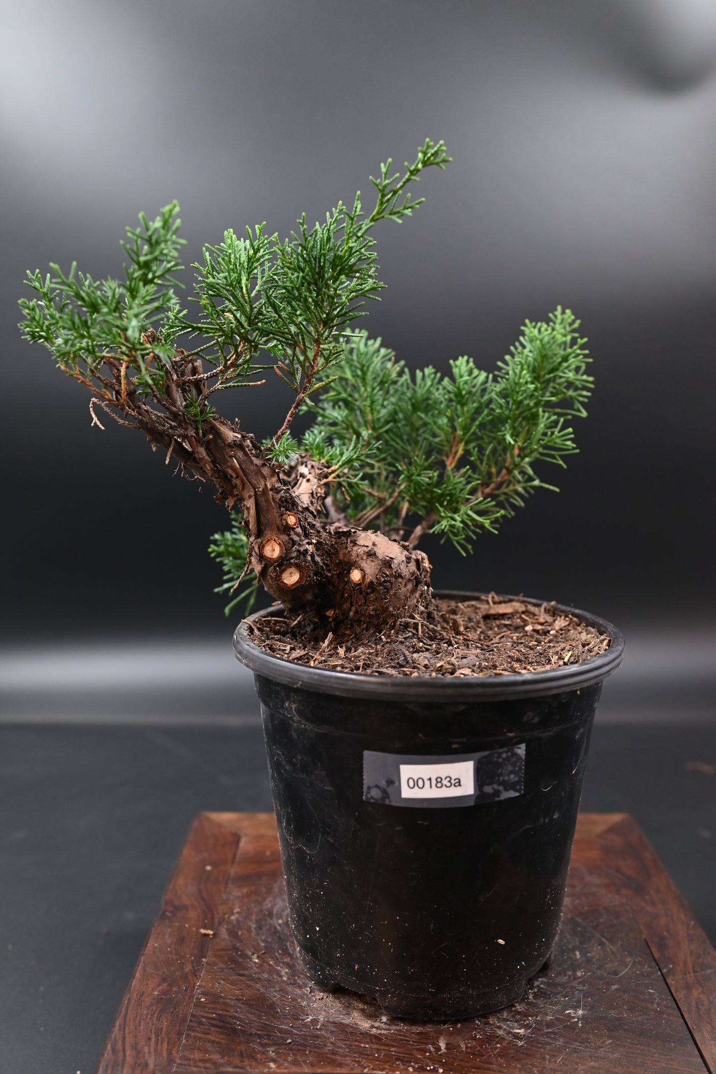 Live Shimpaku Juniper Outdoor Bonsai Tree; with Decorative Container same as picture; with nutrition soil