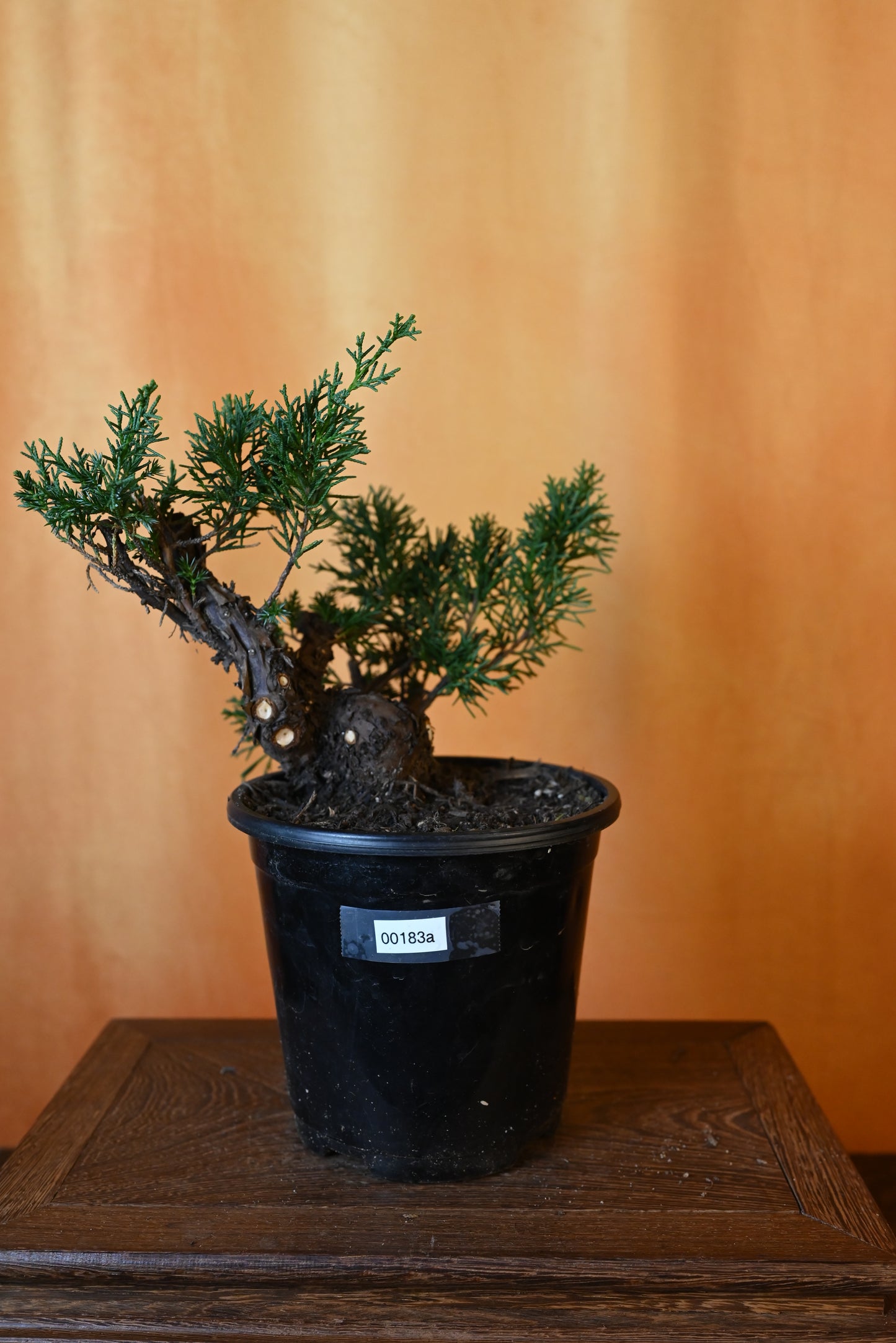 Live Shimpaku Juniper Outdoor Bonsai Tree; with Decorative Container same as picture; with nutrition soil