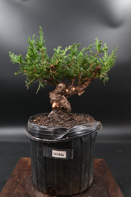 Live Shimpaku Juniper Outdoor Bonsai Tree; with Decorative Container same as picture; with nutrition soil