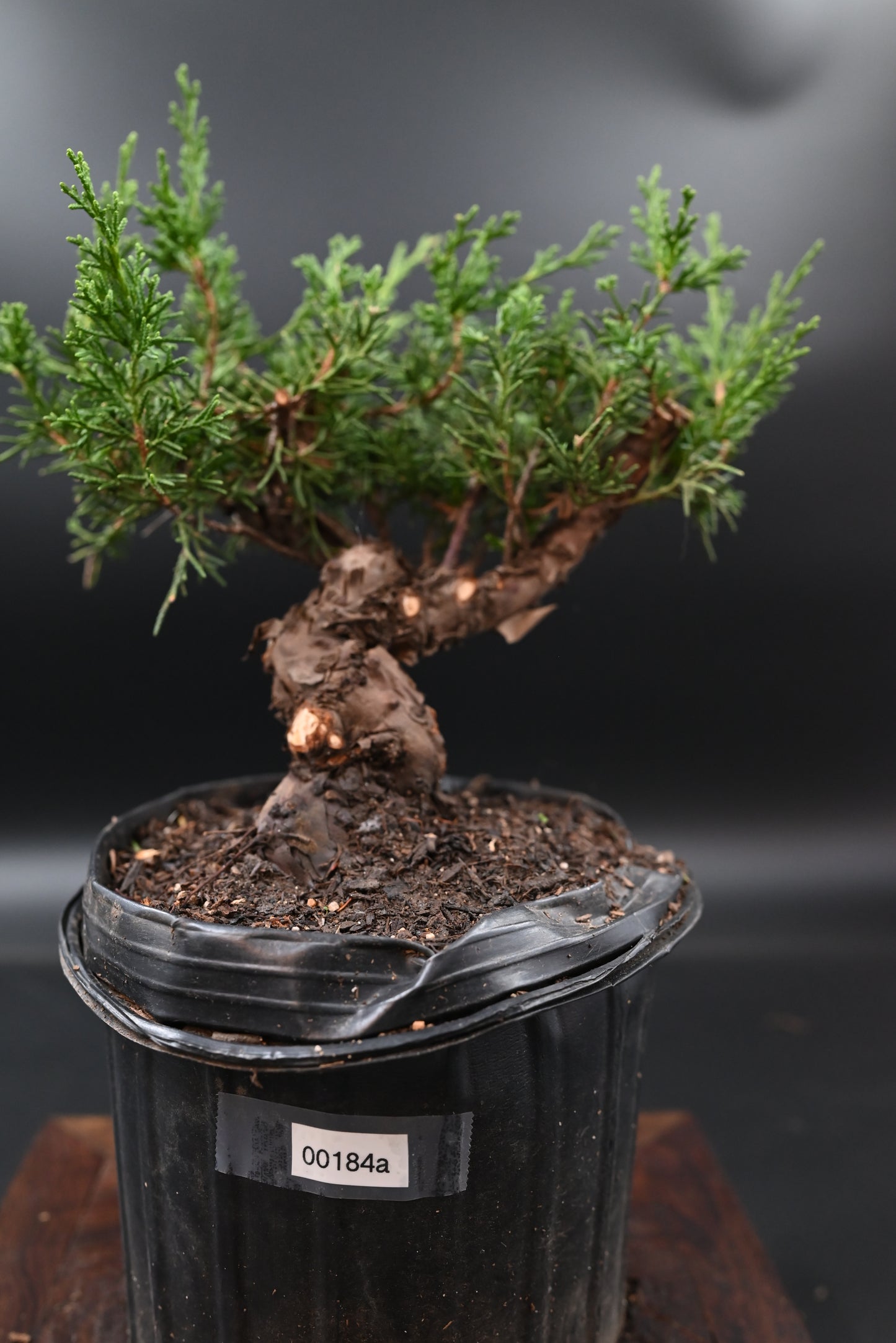 Live Shimpaku Juniper Outdoor Bonsai Tree; with Decorative Container same as picture; with nutrition soil