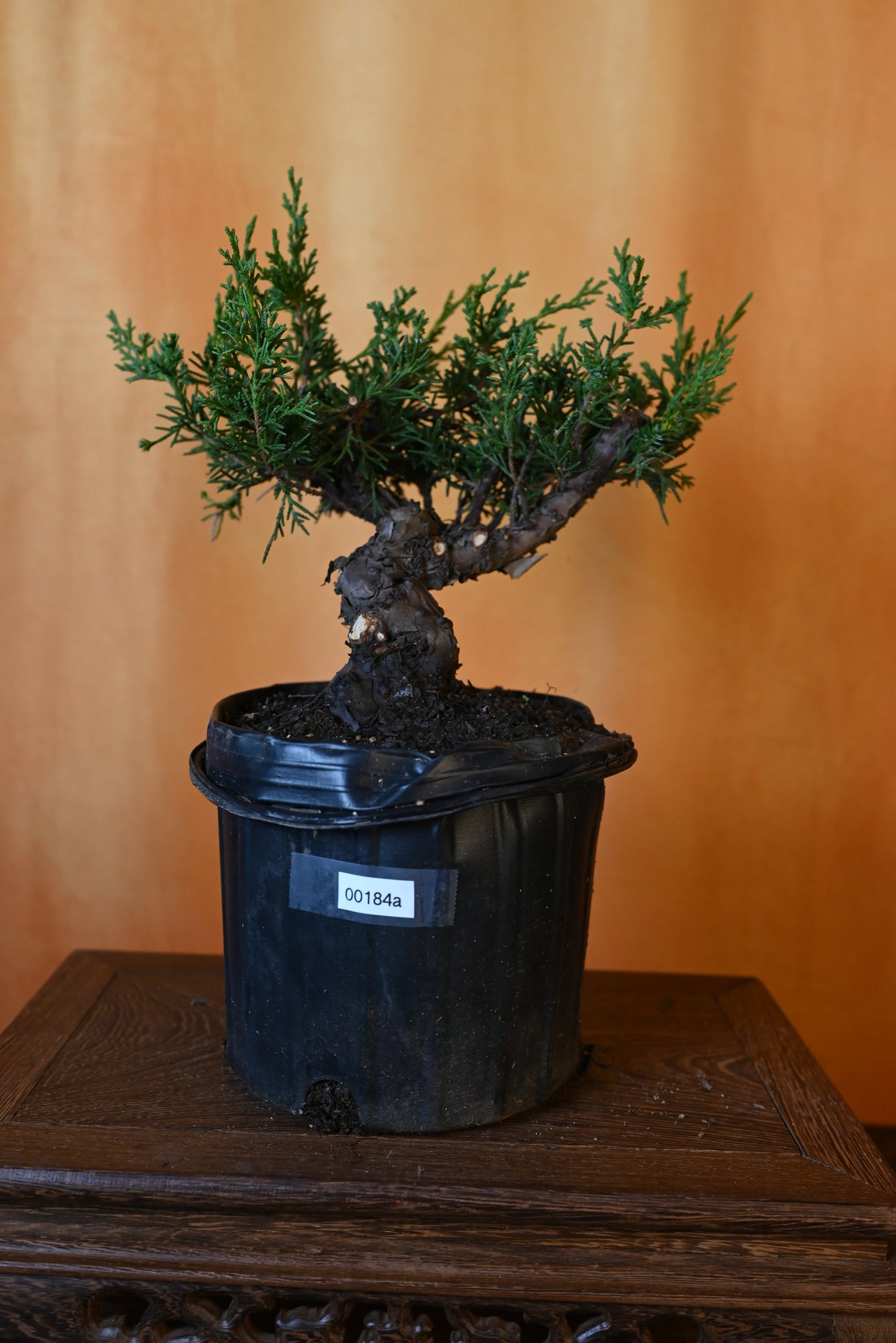 Live Shimpaku Juniper Outdoor Bonsai Tree; with Decorative Container same as picture; with nutrition soil