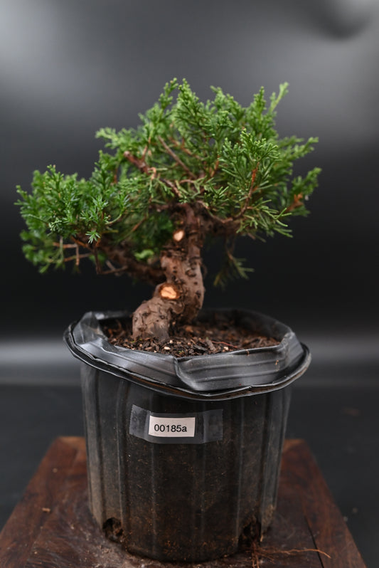 Live Shimpaku Juniper Outdoor Bonsai Tree; with Decorative Container same as picture; with nutrition soil