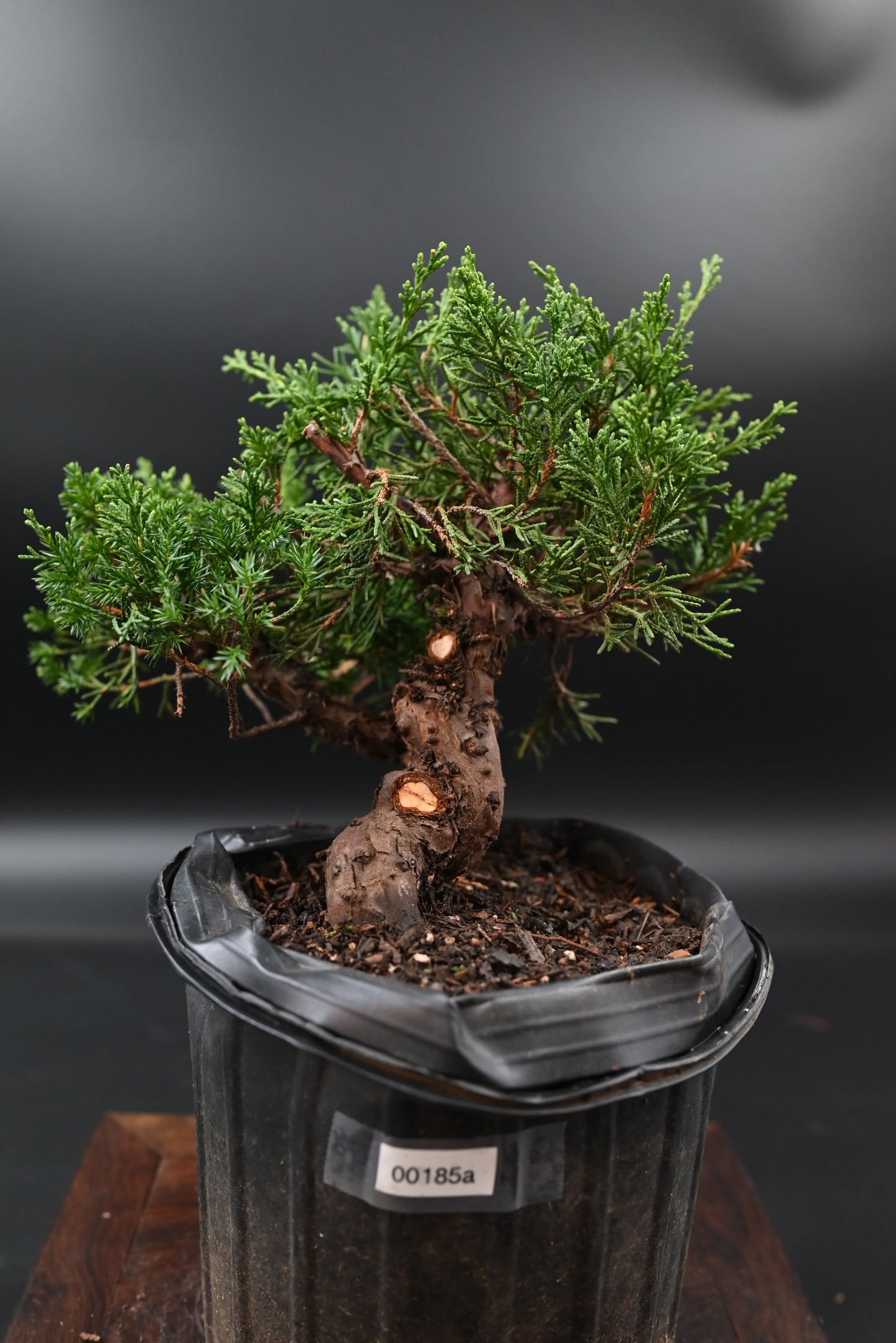 Live Shimpaku Juniper Outdoor Bonsai Tree; with Decorative Container same as picture; with nutrition soil