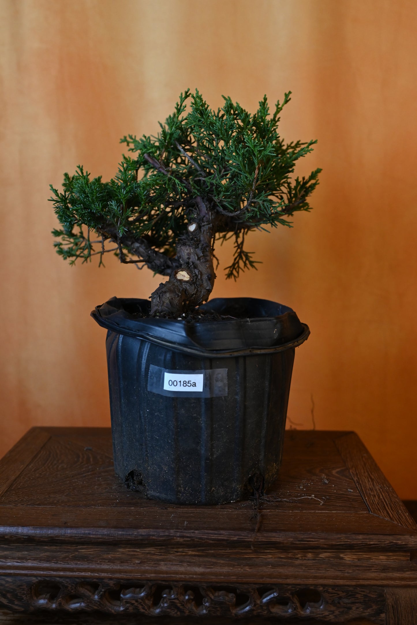 Live Shimpaku Juniper Outdoor Bonsai Tree; with Decorative Container same as picture; with nutrition soil