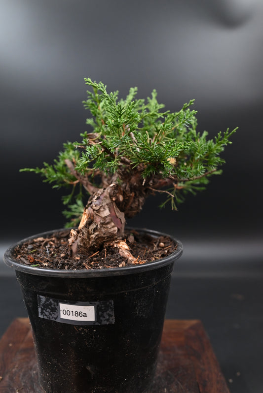 Live Shimpaku Juniper Outdoor Bonsai Tree; with Decorative Container same as picture; with nutrition soil