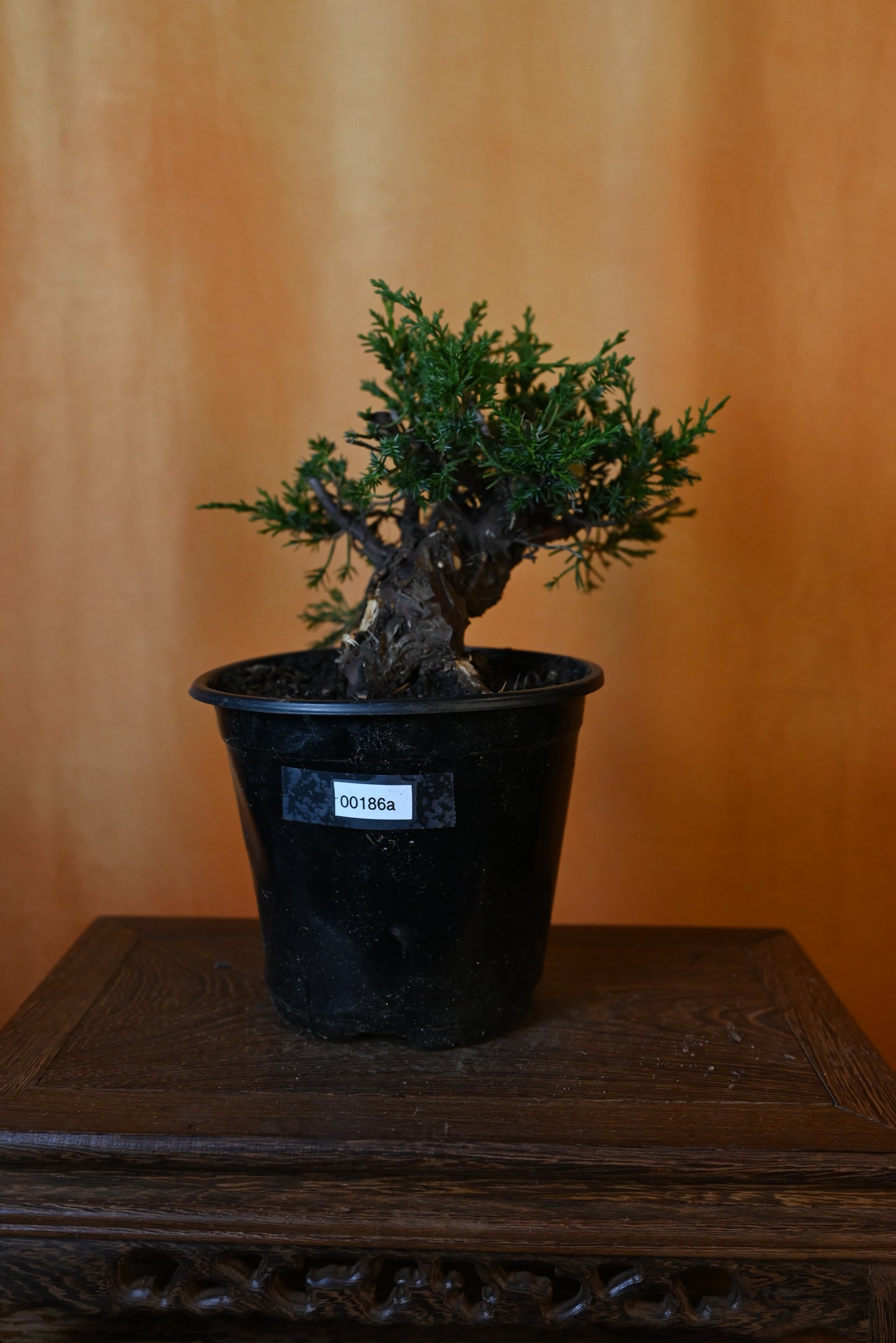 Live Shimpaku Juniper Outdoor Bonsai Tree; with Decorative Container same as picture; with nutrition soil