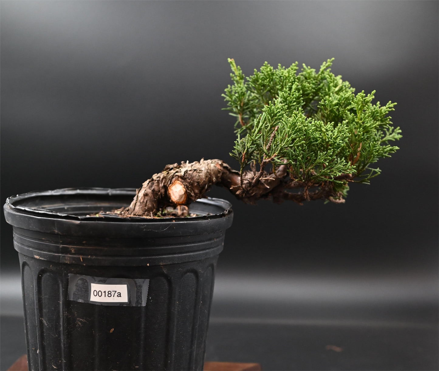 Live Shimpaku Juniper Outdoor Bonsai Tree; with Decorative Container same as picture; with nutrition soil