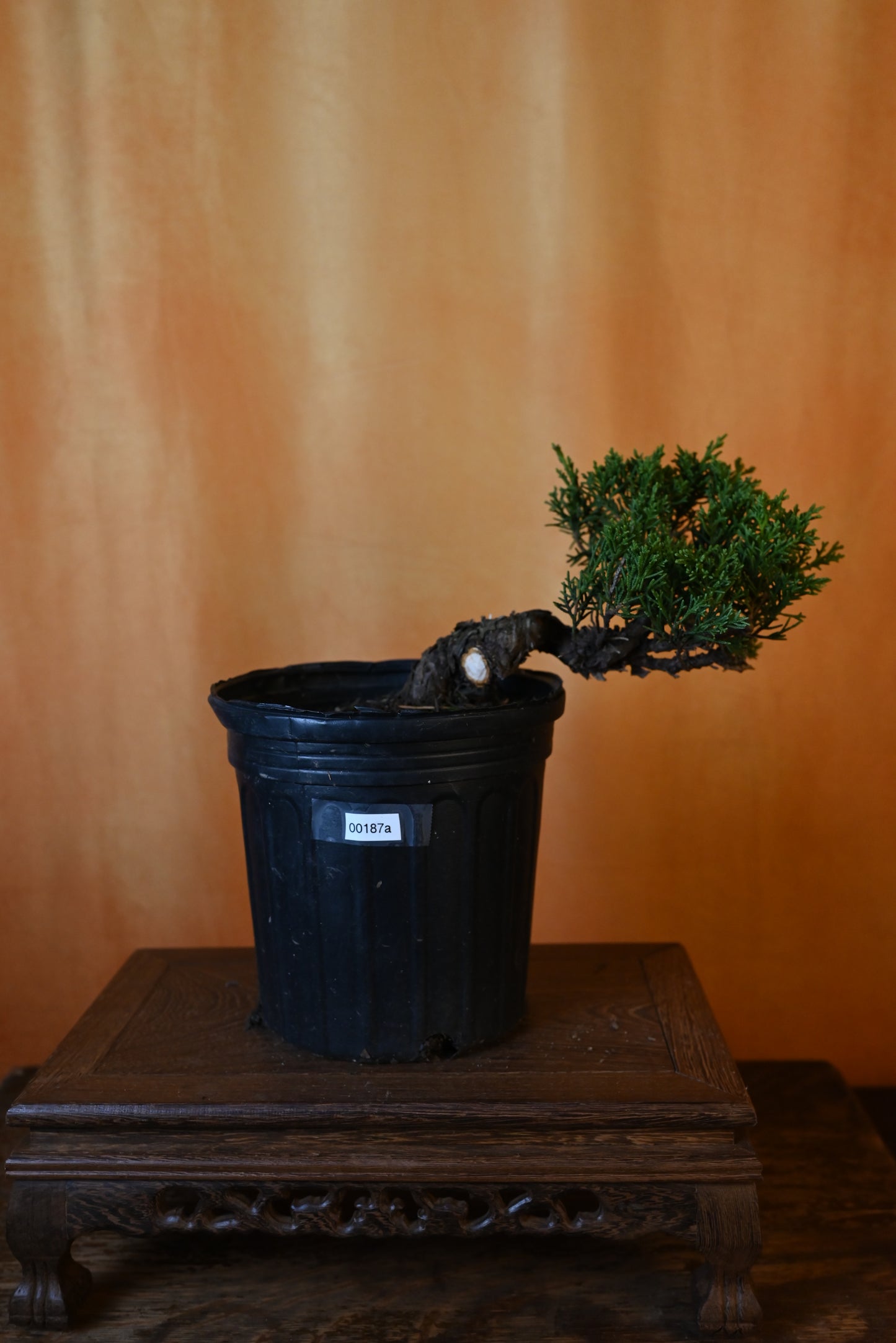 Live Shimpaku Juniper Outdoor Bonsai Tree; with Decorative Container same as picture; with nutrition soil