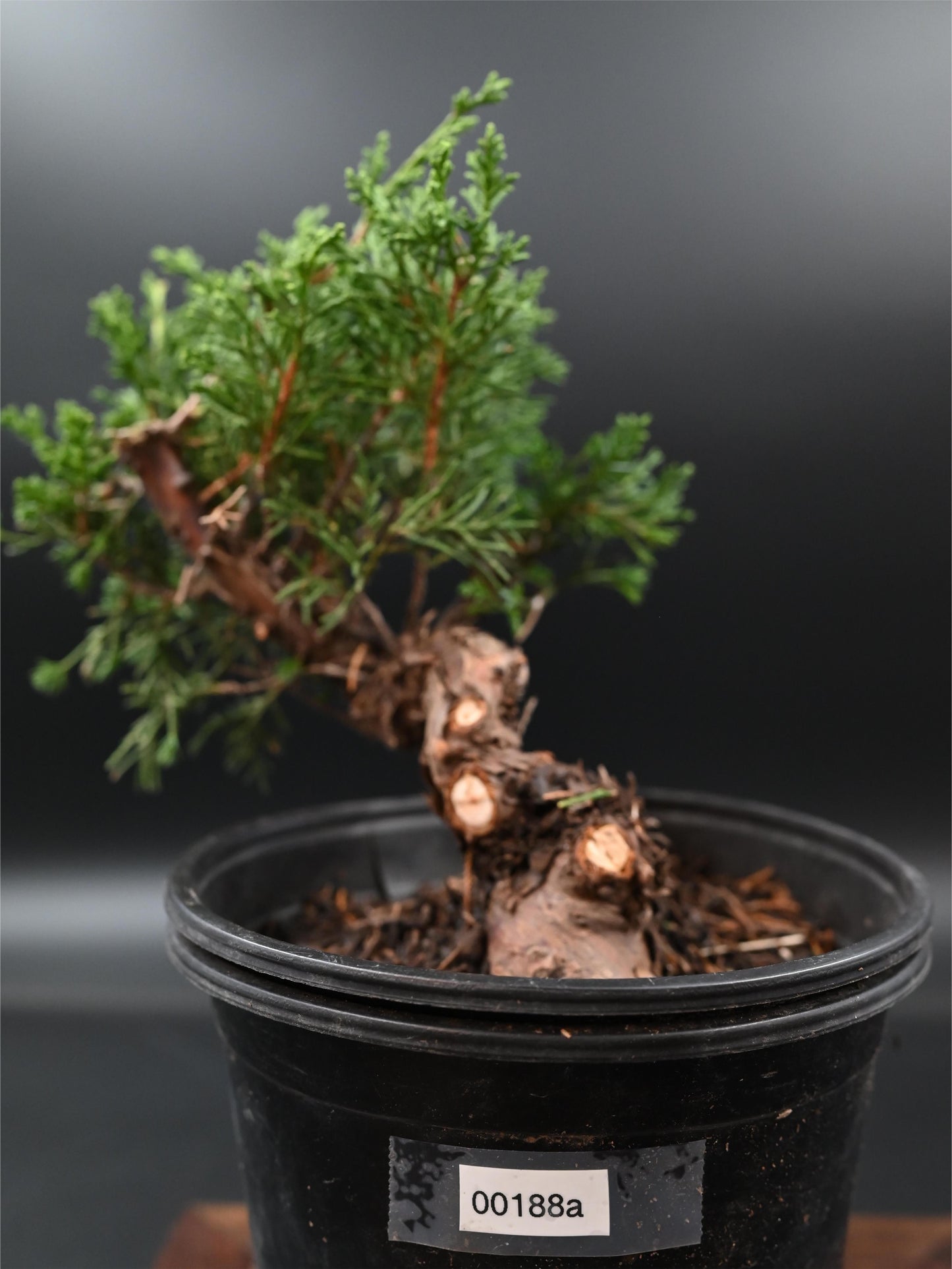 Live Shimpaku Juniper Outdoor Bonsai Tree; with Decorative Container same as picture; with nutrition soil