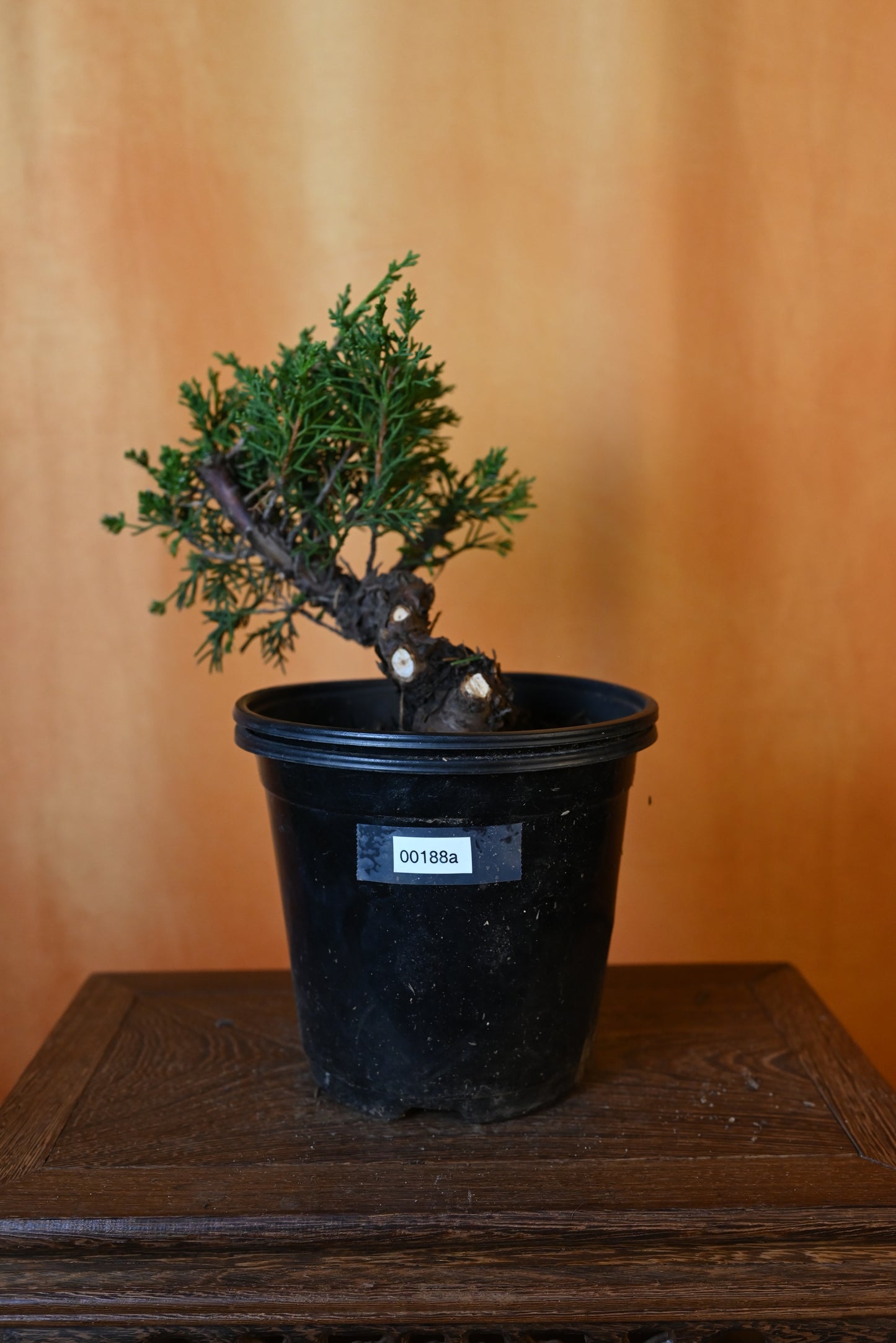 Live Shimpaku Juniper Outdoor Bonsai Tree; with Decorative Container same as picture; with nutrition soil