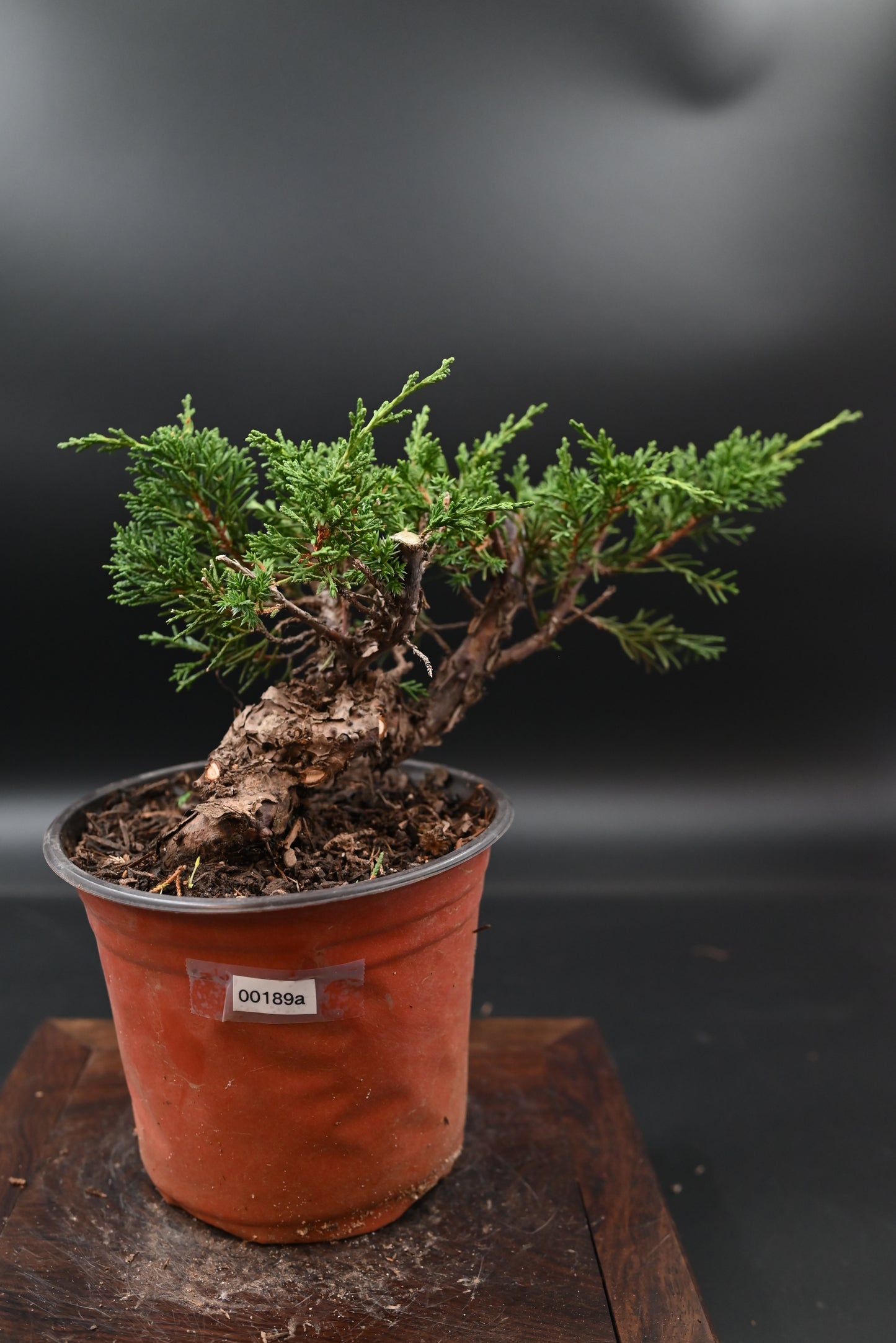 Live Shimpaku Juniper Outdoor Bonsai Tree; with Decorative Container same as picture; with nutrition soil